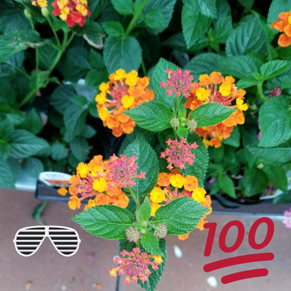 Meet your Posher, Theresa